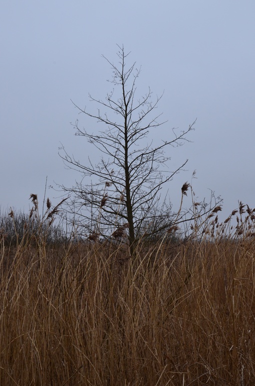 2018-04-14 Copenhagen/Utterslev Mose/DSC_0173.JPG